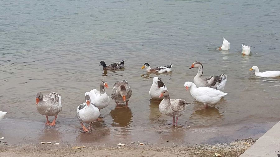 صعود به کوه عون ابن علی(عینالی)