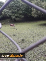 اردوی روزه دو فرهنگی و ورزشی دانشگاه فرهنگیان پردیس علامه امینی برگزار شد. 14